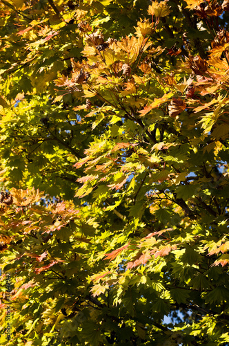 Photo: Autumn leaves on tree Autumn leaves on tree