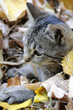 little cat in leaves