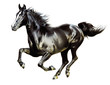galoppierendes Pferd