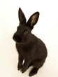 Hase