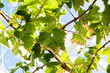 Vine leaves
