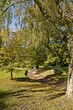 Forest path