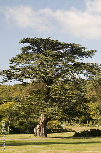 Photo: cedar tree cedar tree