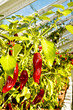 Red chile peppers