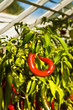 chile plant