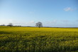 Rapsfeld