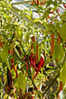 Chile peppers