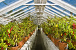 Chile plants inside greenhouse