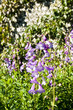 Purple bell flowers
