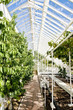 Grape vines