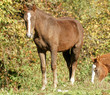 cheval Franche-Montagne cheval Franche-Montagne