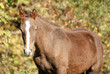 cheval Franche-Montagne cheval Franche-Montagne