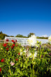 Flowers and greenhouse
