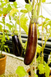 aubergine
