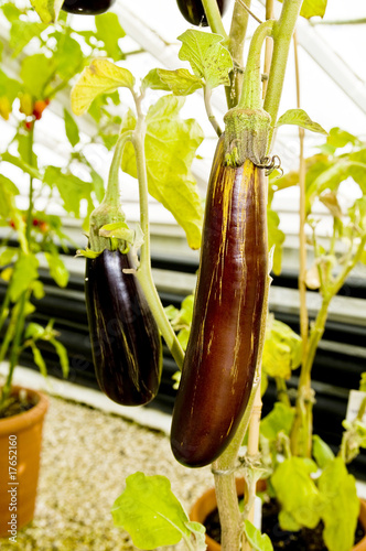 Photo: aubergine aubergine
