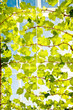 Beautiful Vine leaves