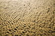 Ripples