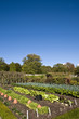 Vegetable garden