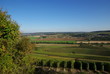 Vignes en vue