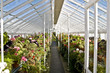 Greenhouse flowers