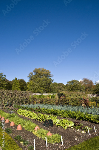 Photo: Vegetable garden Vegetable garden