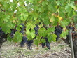 vignes du pessac léognan