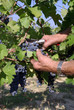 vendemmia a mano