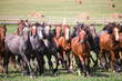 A herd of young horses