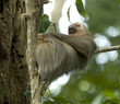 sleeping two toe sloth in tree, costa rica sleeping two toe sloth in tree, costa rica