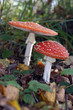 Foto: Fliegenpilze Fliegenpilze