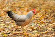 Huhn 100