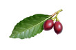 Laurel Fruit