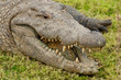 Aligator mouth open