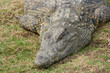 Aligator sleeping