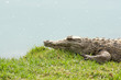 Aligator waiting