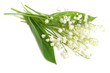 Lily of the valley Lily of the valley
