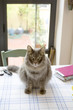 gatto sul tavolo