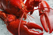 Red lobster on ice Red lobster on ice