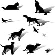 Hunting dog