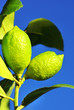 Two green lemons.