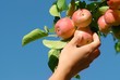 Hand picking ripe red apple Hand picking ripe red apple