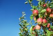 Ripe red apples on branch Ripe red apples on branch