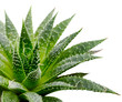 Aloe Aloe