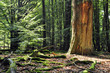 wald