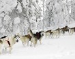 sledge dogging, Sedivacek's long, Czech Republic
