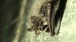 Fledermaus Abflug