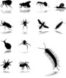 Set icons. Insects