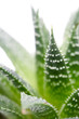 Aloe