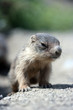 baby marmot close-up