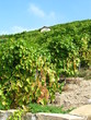 Vineyards Vineyards